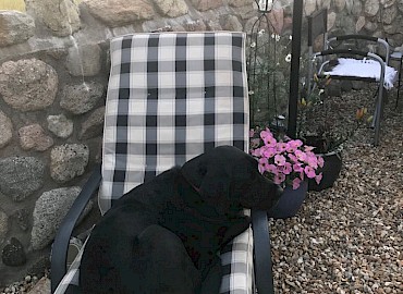 Archie relaxing on a sun lounger