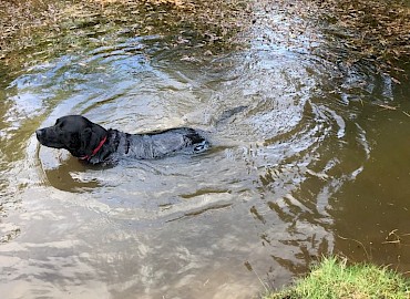 Archie cooling off in a pool up in the hills